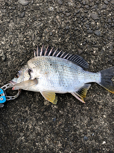 キビレの釣果