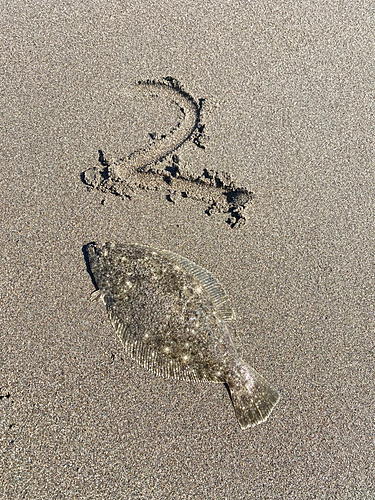 ヒラメの釣果