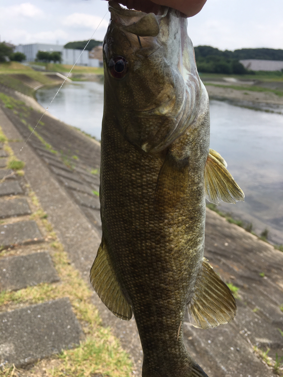 スモールマウスバス