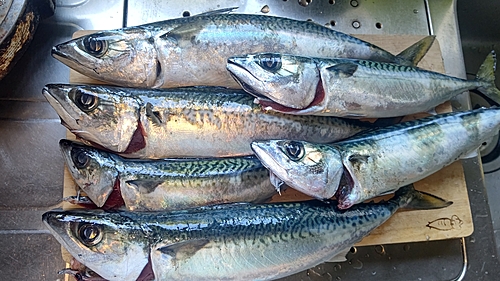 サバの釣果