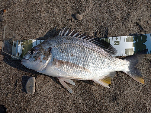 キビレの釣果