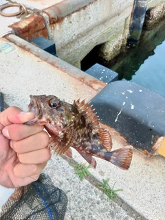 アラカブの釣果