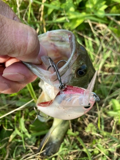 ラージマウスバスの釣果