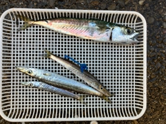 カマスの釣果