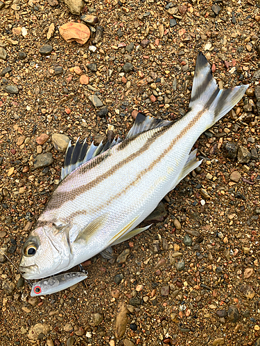 コトヒキの釣果