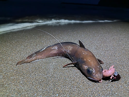 エゾイソアイナメの釣果