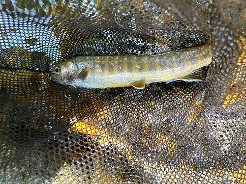 ヤマトイワナの釣果