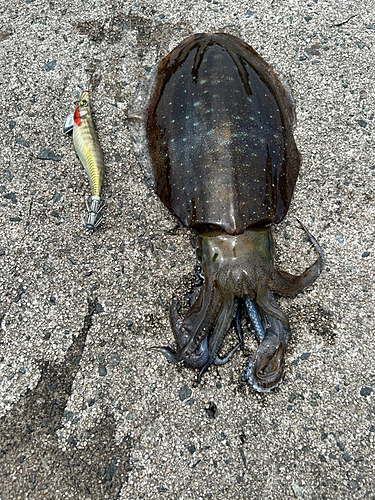 アオリイカの釣果