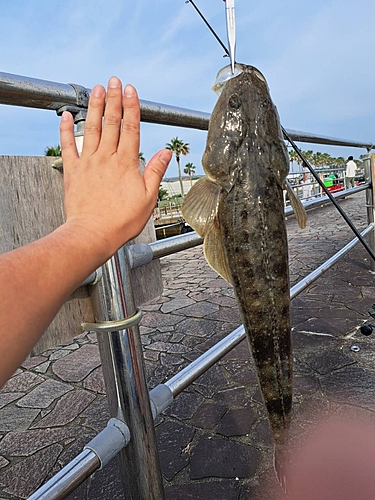 マゴチの釣果