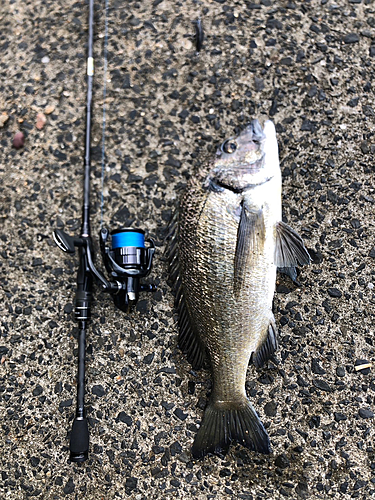 ミナミクロダイの釣果