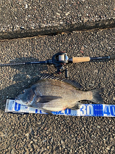 クロダイの釣果