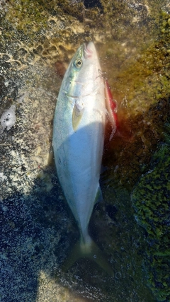 イナダの釣果