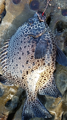 イシガキダイの釣果