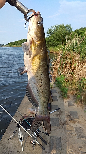 アメリカナマズの釣果