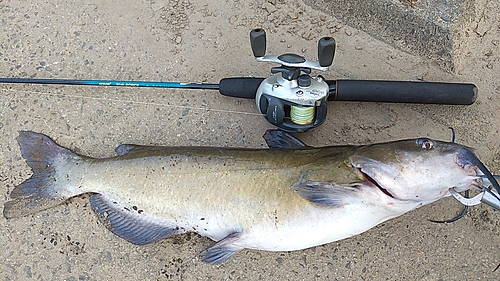 アメリカナマズの釣果