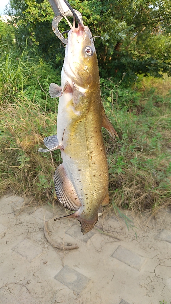 アメリカナマズ