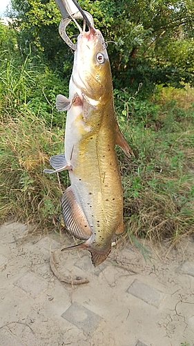 アメリカナマズの釣果