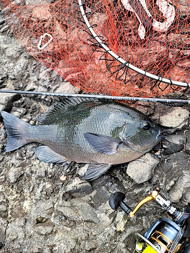 メジナの釣果