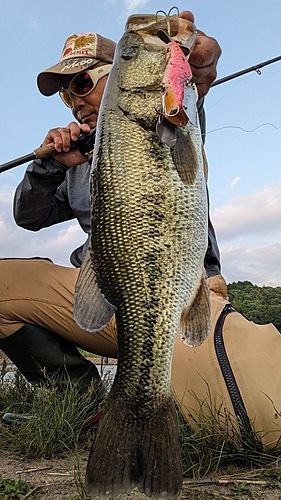 ブラックバスの釣果