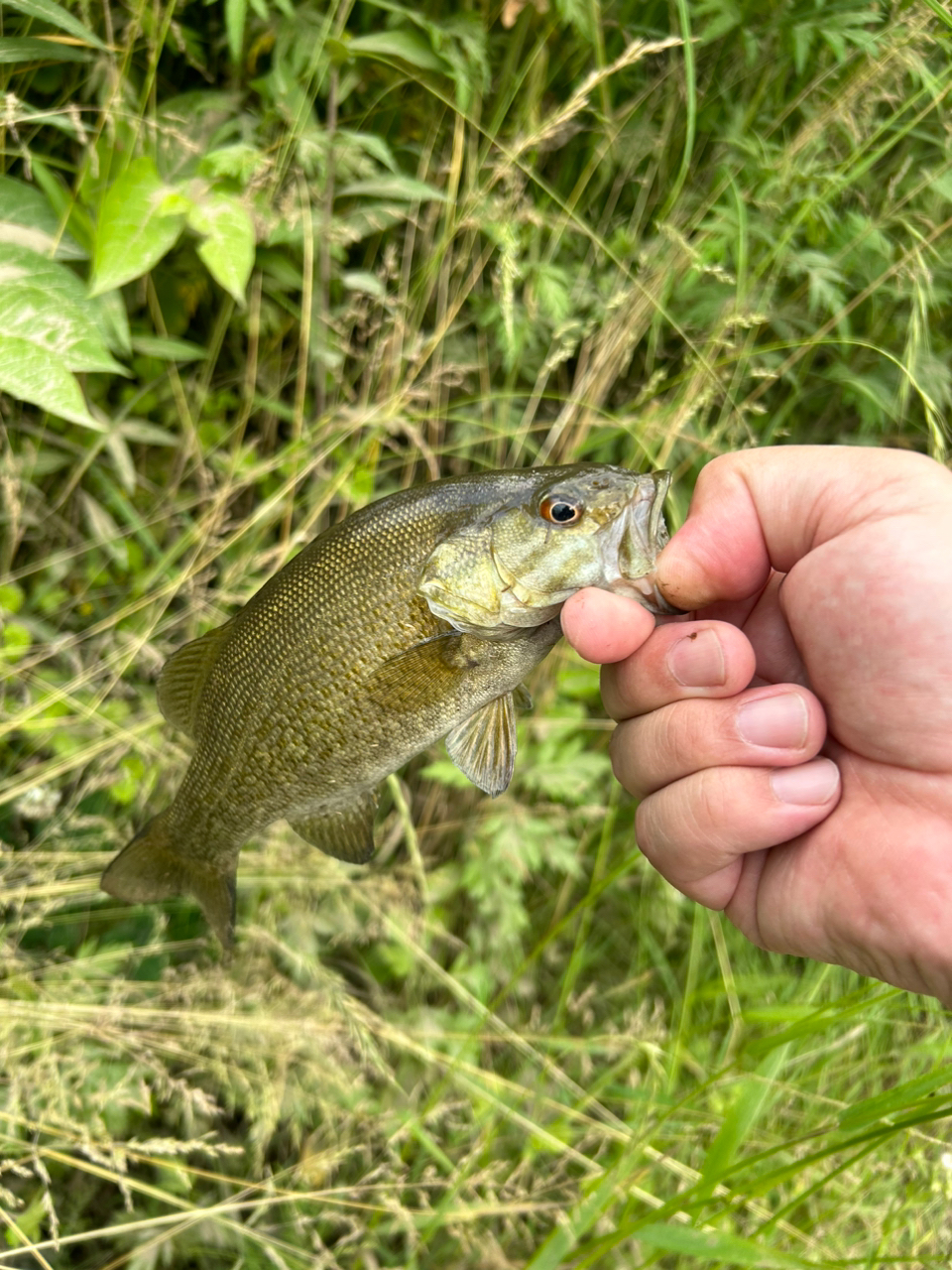 スモールマウスバス