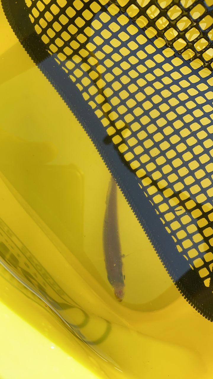 アジ