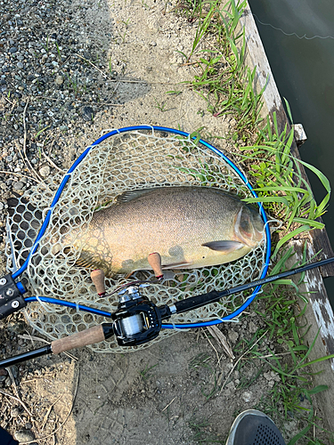 コロソマの釣果