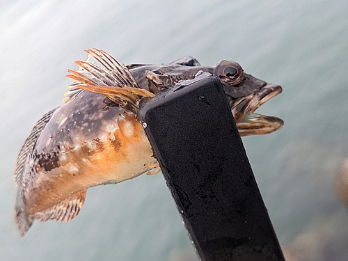 アナハゼの釣果