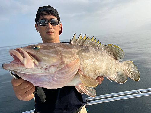 アラの釣果