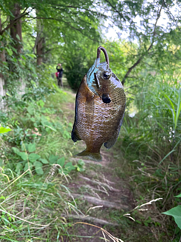 ブルーギルの釣果