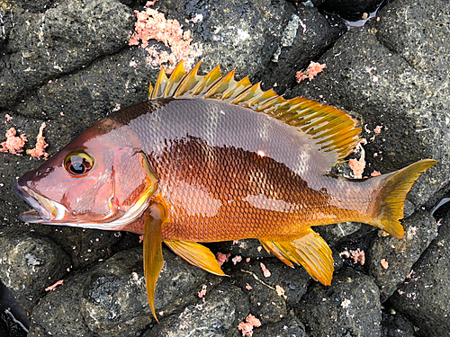 シブダイの釣果