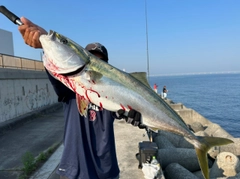 ブリの釣果