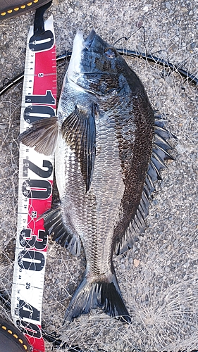 クロダイの釣果