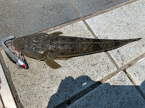 マゴチの釣果