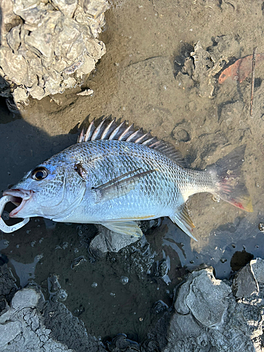 キビレの釣果