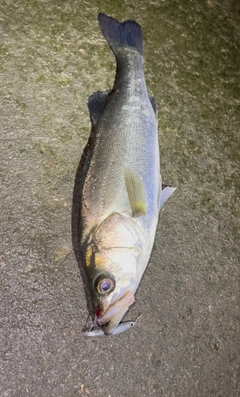 スズキの釣果