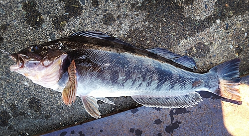 アイナメの釣果