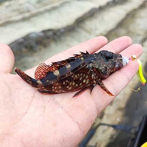 カサゴの釣果