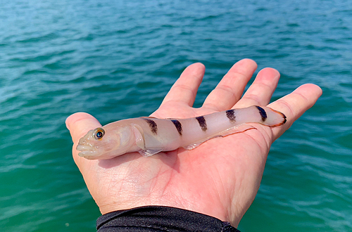 リュウグウハゼの釣果