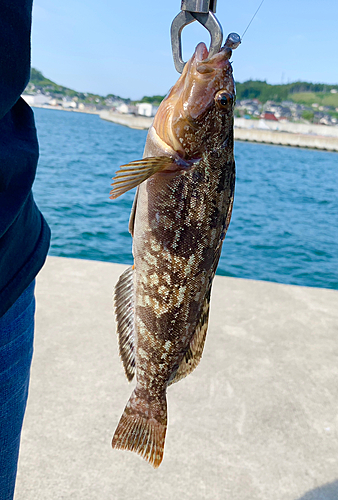 アイナメの釣果