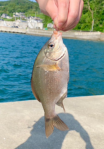 タナゴの釣果