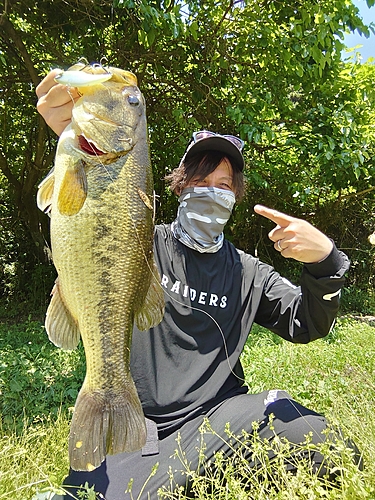 ラージマウスバスの釣果