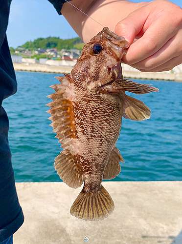 オウゴンムラソイの釣果