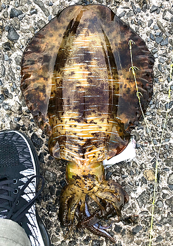 アオリイカの釣果