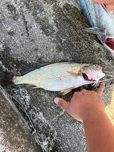 イシモチの釣果