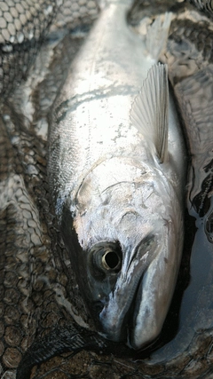 アマゴの釣果