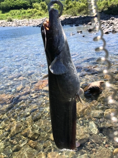 ナマズの釣果