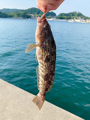 アイナメの釣果