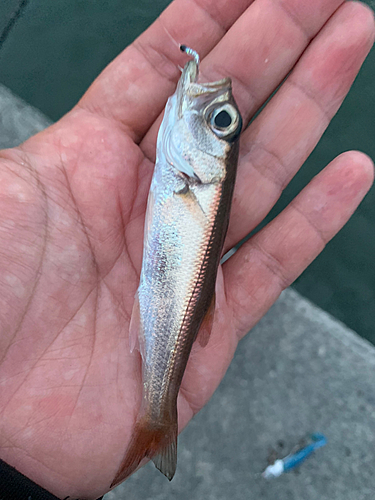 クロムツの釣果