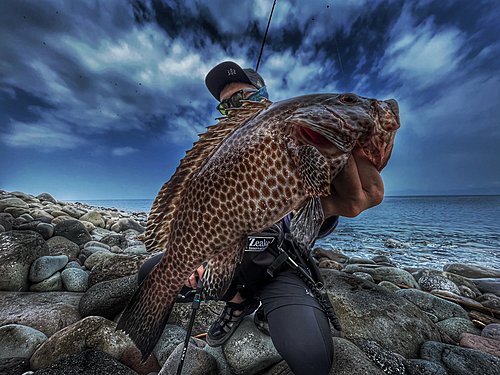 オオモンハタの釣果