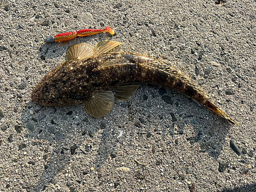 マゴチの釣果